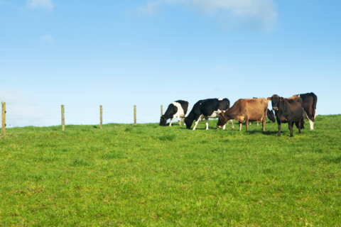 Materiality Assessments: Build a Strong Foundation for a Sustainable Future Using Insights from U.S. Dairy 